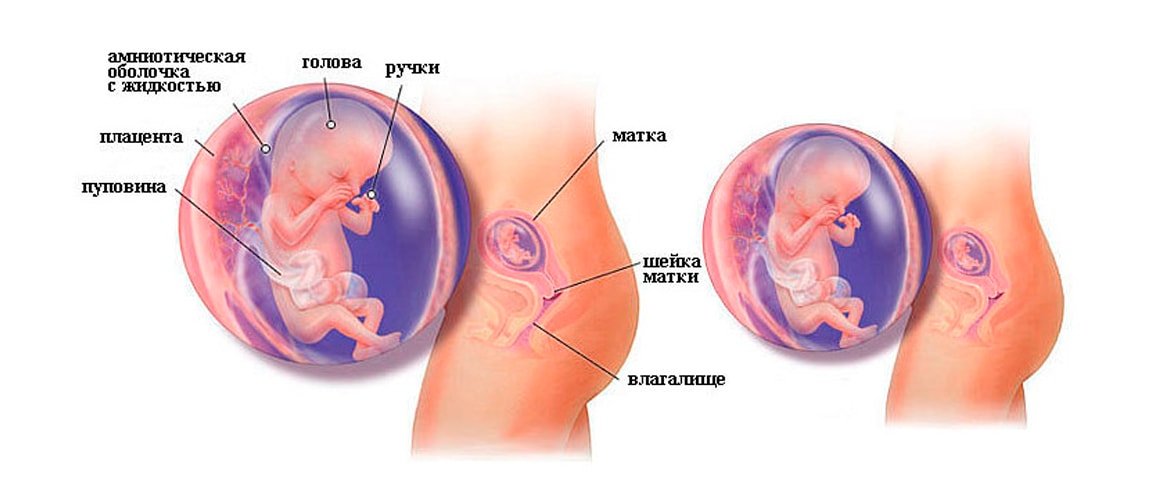 Беременность 12 4 недели. Внутриутробное развитие ребенка. 12 Недель беременности. Ребёнок на 12 неделе беременности.