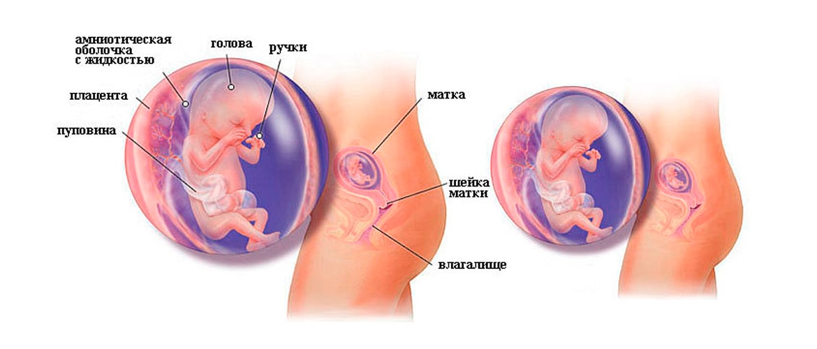 Как выглядит плод в 12 недель