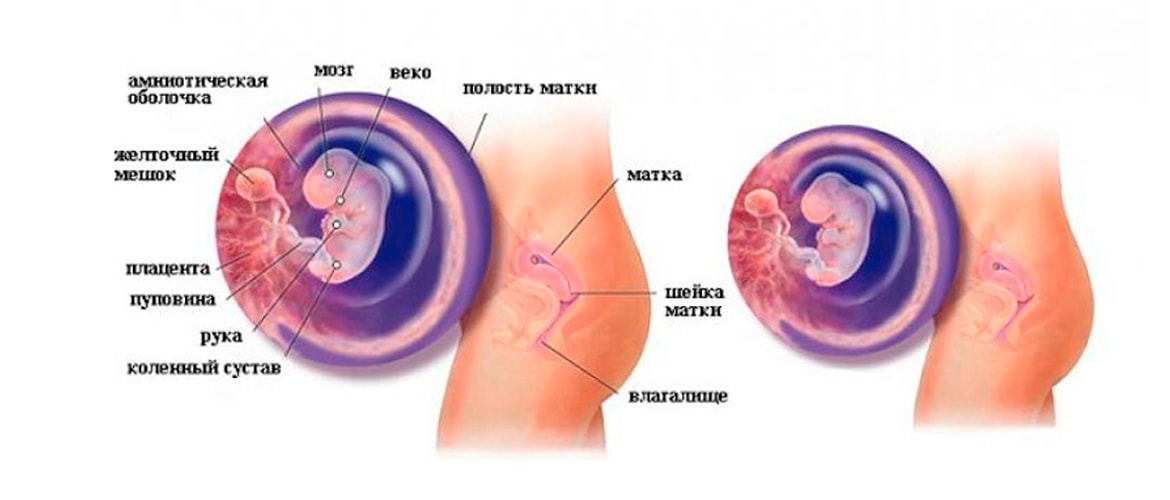 Эмбрион на 7 неделе беременности. Ребёнок на 7 неделе беременности. Плод на 7 неделе беременности. Эмбрион на 7 неделе беременности. 7 акушерских недель это.